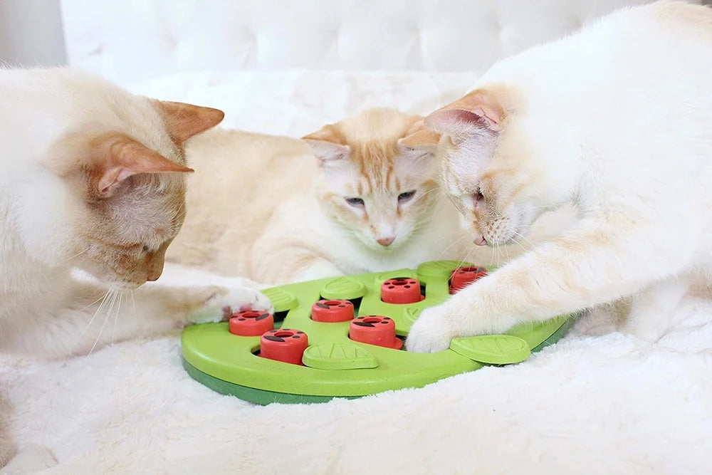 puzzle cat toy treat