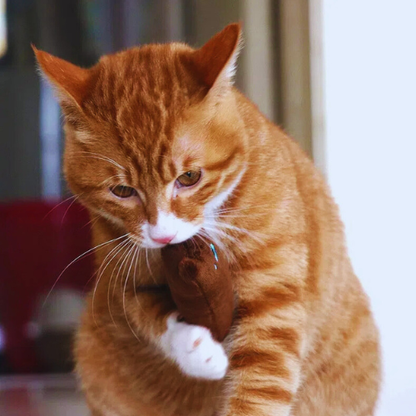 Cat kitten toys